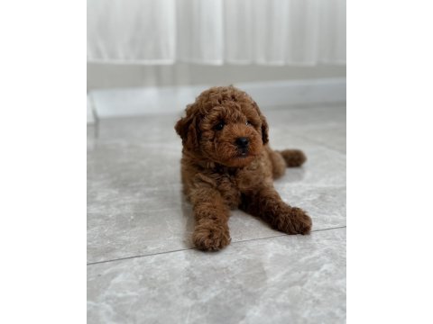 Mersin poodle yavrularımız