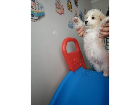 Maltipoo 2 aylık
