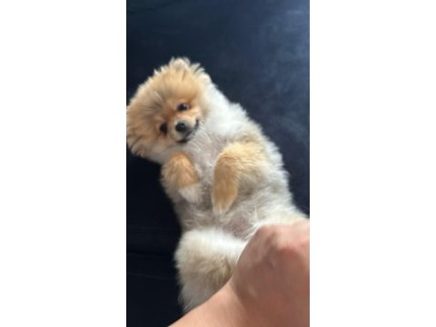 Pomeranian boo