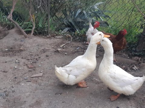 1 çift pekin ördeği amerikanla takas var
