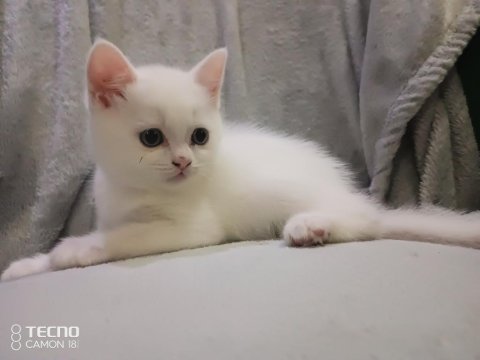 Kediler siz yeni ailelerini bekliyor