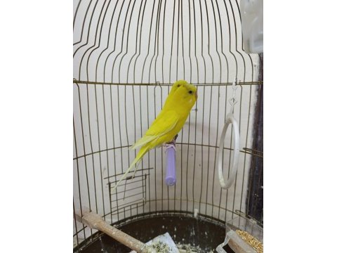 Çift muhabbet kuşu 8 aylık