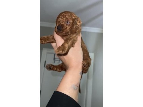 Red brown renk erkek dişi toy poodle bebekler