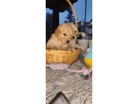 Baby face golden retriever bebekler