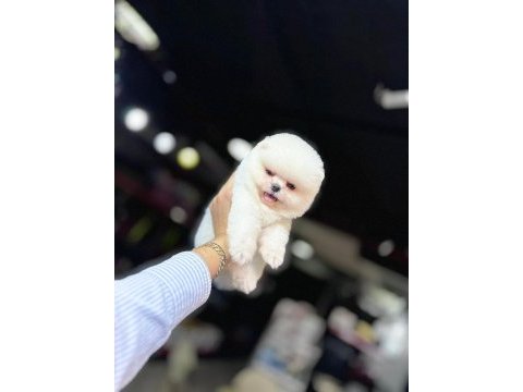 Teacup ayı surat pomeranian boo yavrularımız