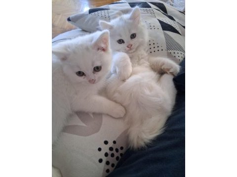 British longhair yavru
