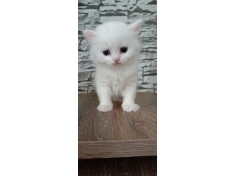 Scottish straight ve scottish fold yavrular