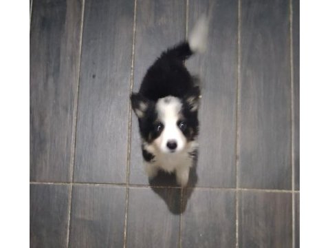 Safkan border collie