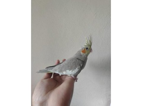 Yavru sultan papağanlar