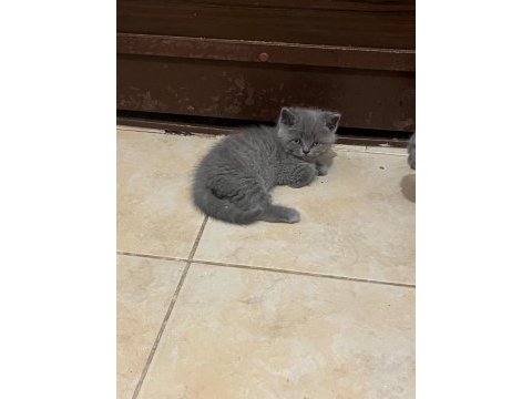 Safkan british shorthair