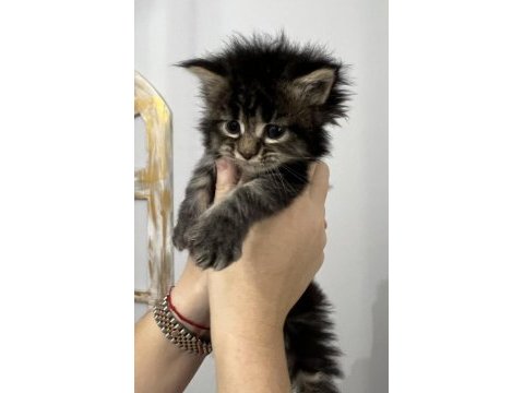 Muhteşem avrupa tipi maine coon yavruları