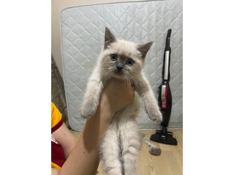 2 aylık blue point yavru scottish fold
