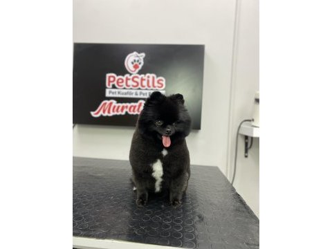 Kalite severler için pomeranian boo dişi