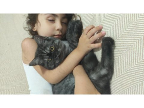 1 yaşında exotic kedimiz kayseri dişi