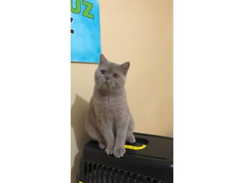 11 aylık aşıları tam british shorthair