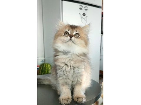 British longhair kedilerim