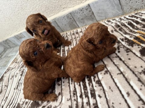 Ev ortamında büyüyen safkan poodle yavrular