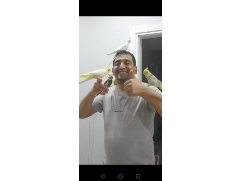 Sağlıklı ev beslemesi yavru sultan papağanlar