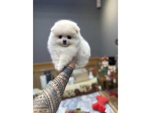 Oyuncak gibi tatlı pomeranian boo oğlumuz