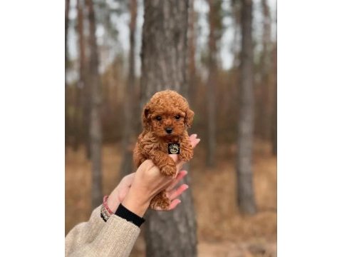 Pets world güvencesiyle toy poodle