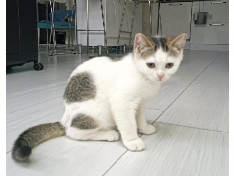 British shorthair yavru kedimiz