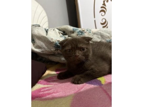 3 aylık erkek scottish fold