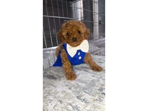 Toy poodle erkek yavrumuz