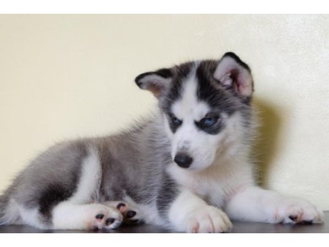 Husky sibirya yavruları