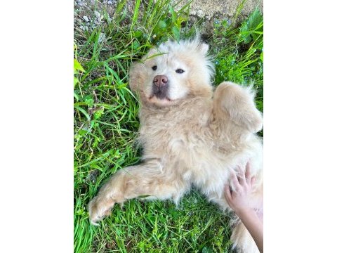 Chow chow terk edilmiş