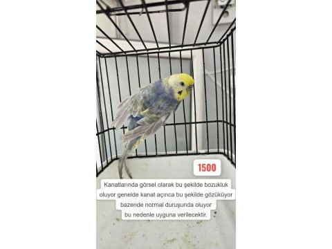 3 adet rainbow muhabbet kuşu uygun açıklamayı okuyun