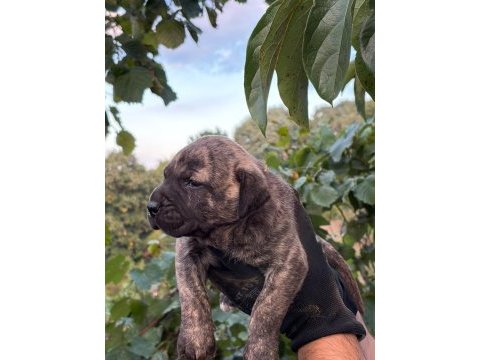 Sağlam kan presa canario yavru