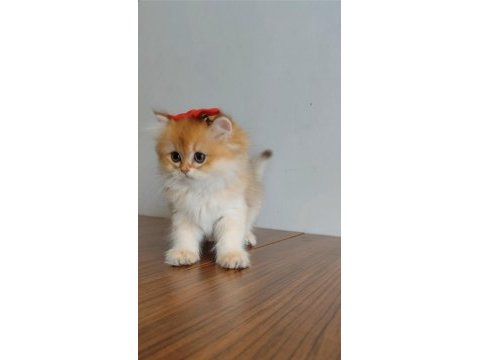British longhair yavrularımız yeni yuvalarını arıyor