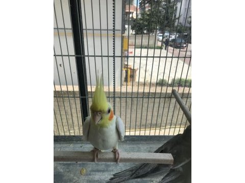 İnsana alışkın lutino sultan papağanı