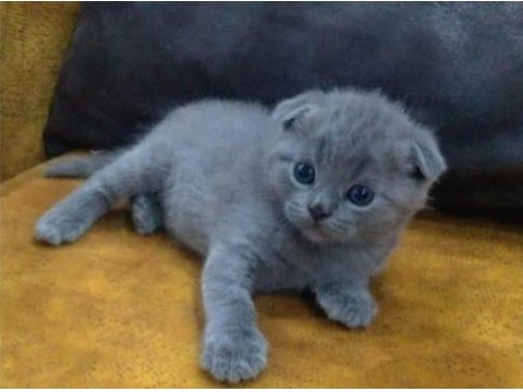 Yeni doğan scottish fold