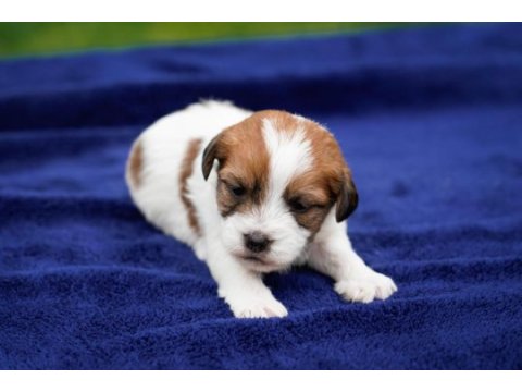 Kıf(fcı) şecereli rough ve broken jack russell terrıerler