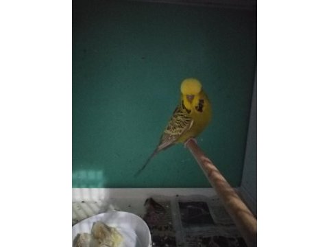Muhteşem şov jumbo lar yeni çift