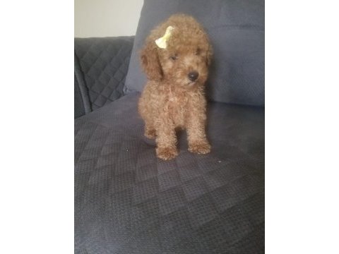 Her bütçeye uygun poodle yavrusu