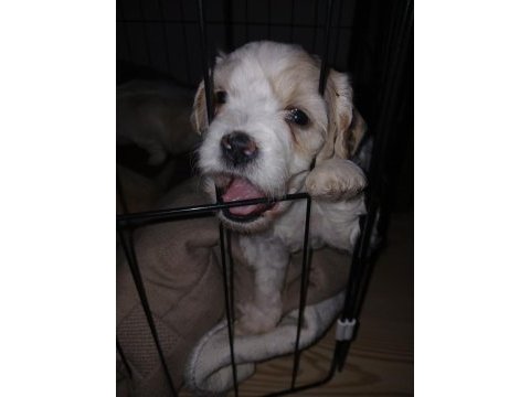 A kalite maltipoo yavrular