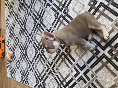 Nev shade rojo and tan french bulldog