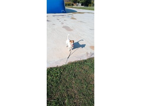 2 yaşında köpeğimiz maylo