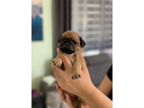 Pug prensesimin güzel yavruları