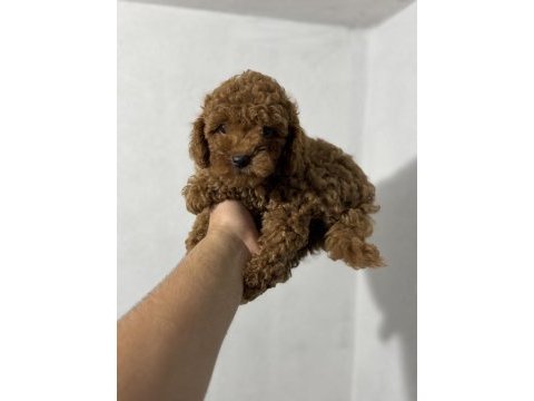 Toy poodle kore kan yavrular kg garantili