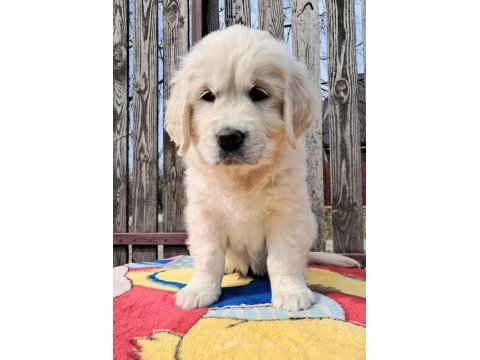 Golden retriever kapıda ödeme hizmetimiz vardır