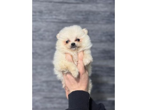 Pomeranian bebekleri