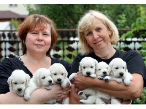 Golden retriever kapıda ödeme hizmetimiz vardır