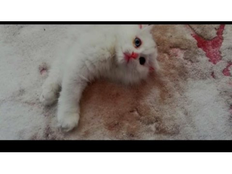 Beyaz melekler scottish fold longhair 4 yavru mevcut