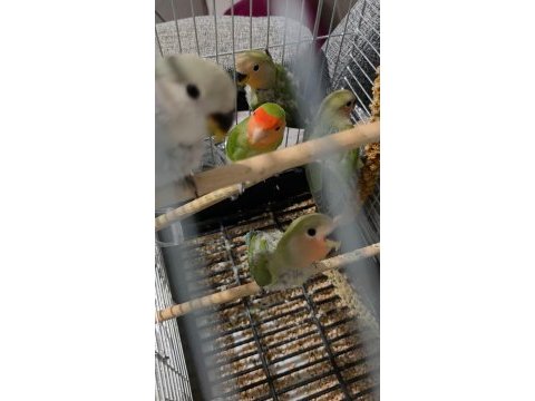 2 aylık bebek sevda papağanları yeni yeme düştü