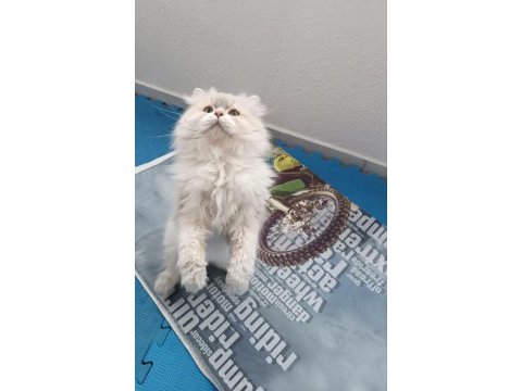 Eşleme/sahiplenme orijinal saf ırk bir baba kedimiz