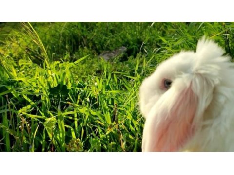 6 aylık hollanda lop tavşanı