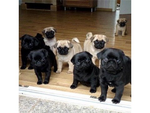 Hamburger suratlı bal gibi pug köpekler